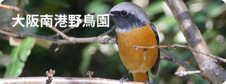 大阪南港野鳥園